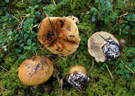 Cortinarius pseudoglaucopus