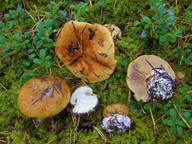 Cortinarius pseudoglaucopus