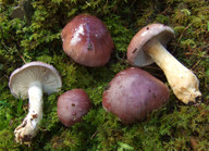 Cortinarius cumatilis