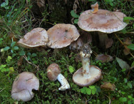 Cortinarius cumatilis