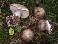 Cortinarius caesiocanescens