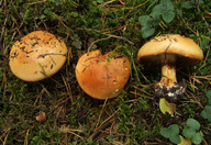 Cortinarius haasii