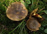 Cortinarius atrovirens