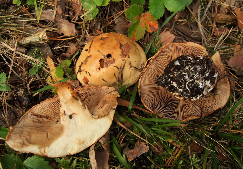 Cortinarius corrosus