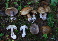 Cortinarius purpurascens