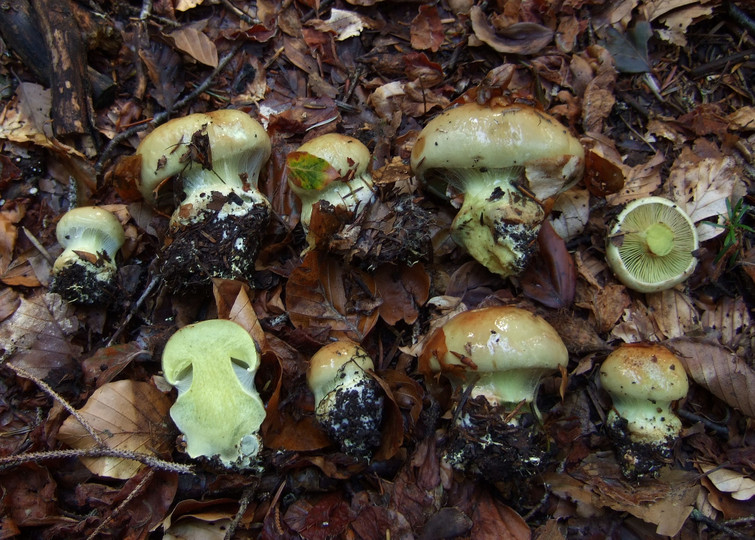 Cortinarius odorifer