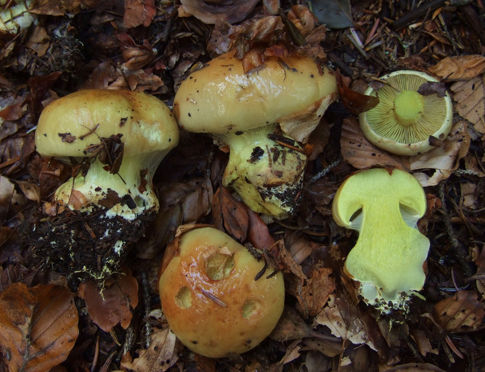 Cortinarius odorifer