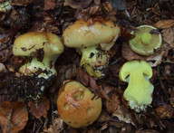 Cortinarius odorifer