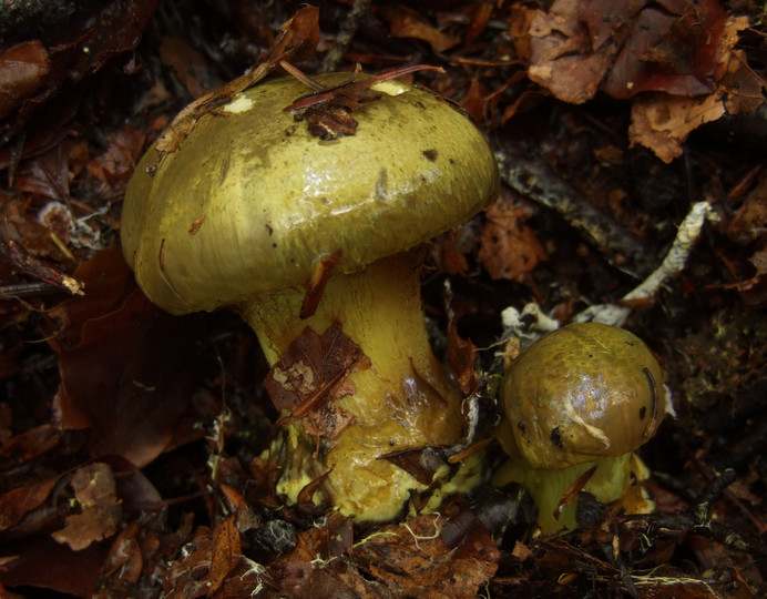 Cortinarius atrovirens