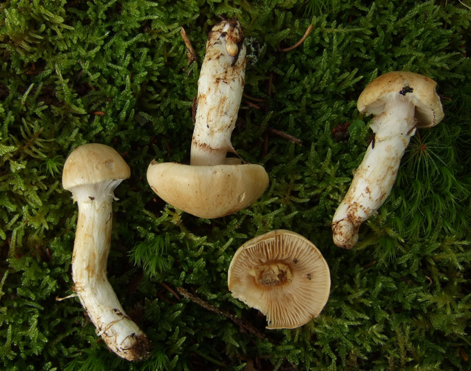 Cortinarius fraudulosus