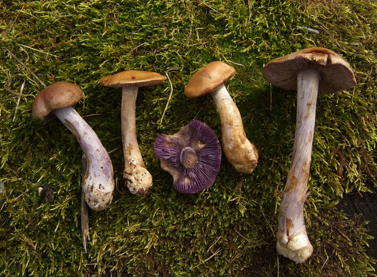 Cortinarius riederi