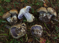 Cortinarius glaucopus