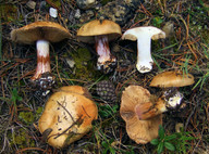 Cortinarius pseudoglaucopus