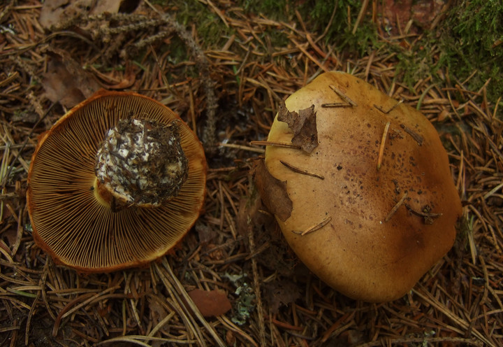 Cortinarius elegantior