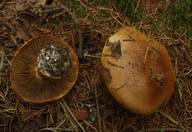 Cortinarius elegantior