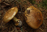 Cortinarius elegantior