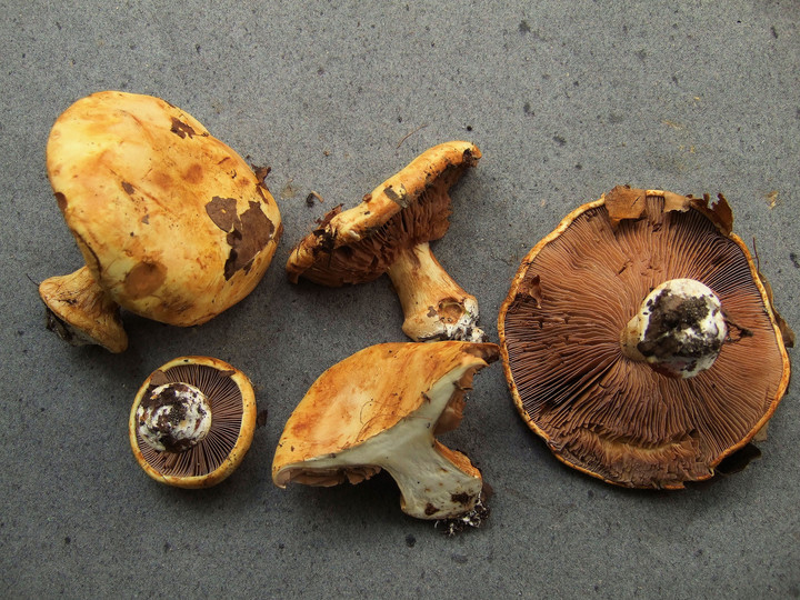 Cortinarius catharinae