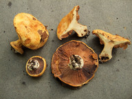 Cortinarius catharinae
