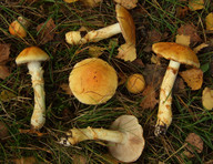 Cortinarius triumphans