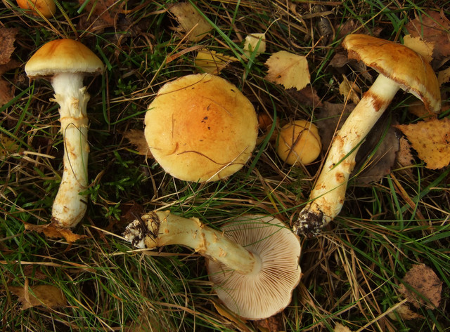 Cortinarius triumphans