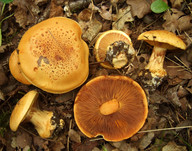 Cortinarius alcalinophilus