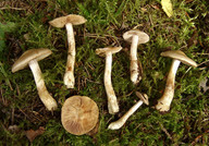 Cortinarius leucophanes