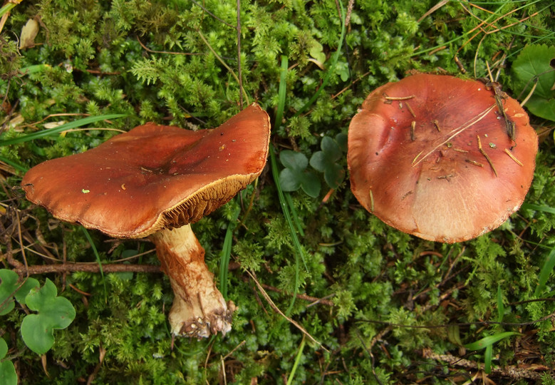 Cortinarius cupreorufus