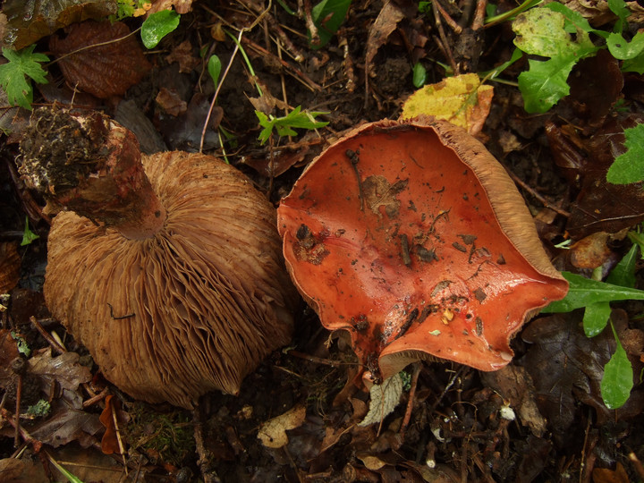 Cortinarius rufoolivaceus