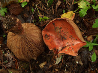 Cortinarius rufoolivaceus