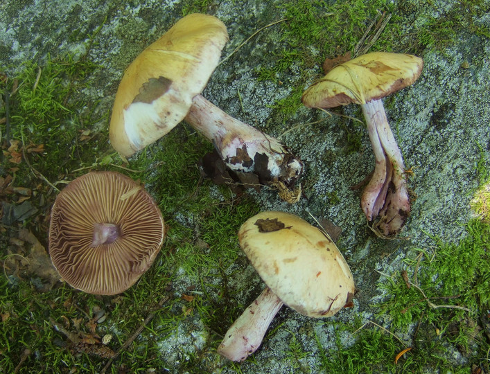 Cortinarius porphyropus