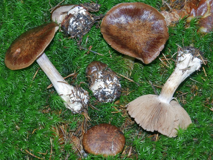 Cortinarius scaurus