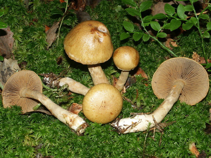 Cortinarius subtortus