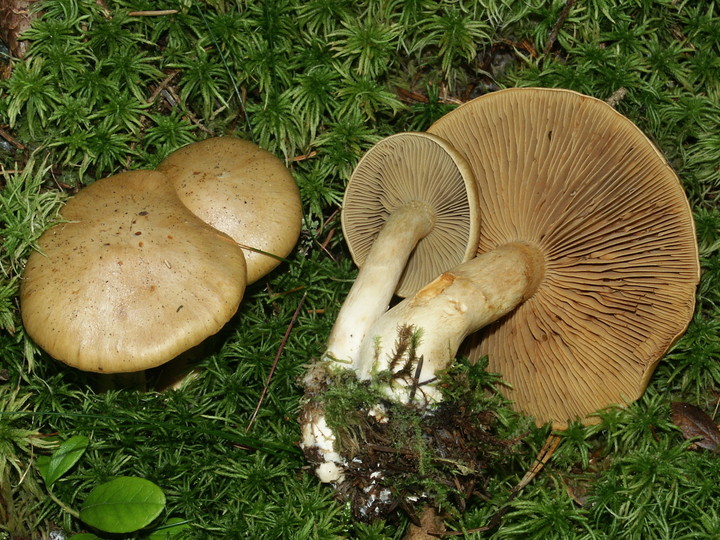 Cortinarius subtortus