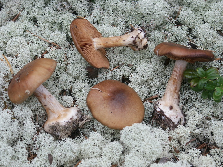 Cortinarius scaurus