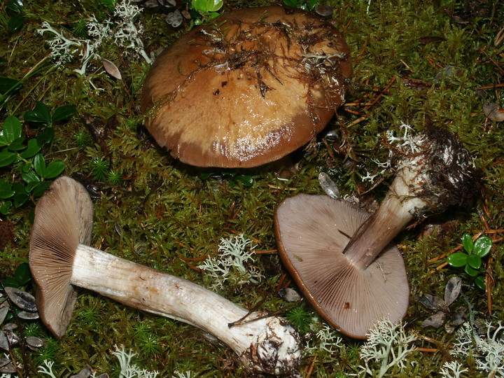 Cortinarius scaurus