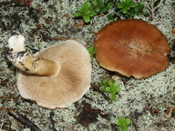 Cortinarius areni-silvae