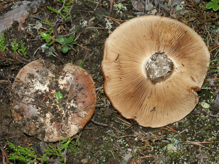 Cortinarius areni-silvae