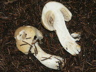 Cortinarius fraudulosus ssp. rosargutus