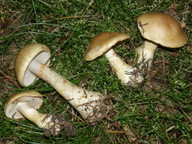 Cortinarius viridivelatus