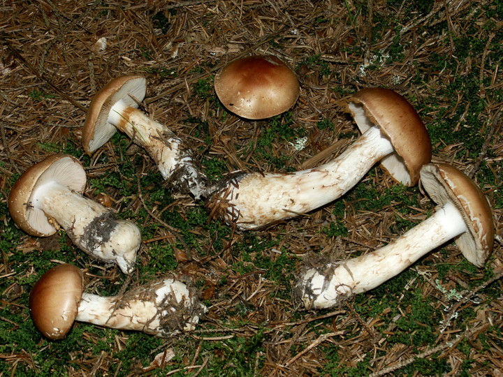 Cortinarius papulosus