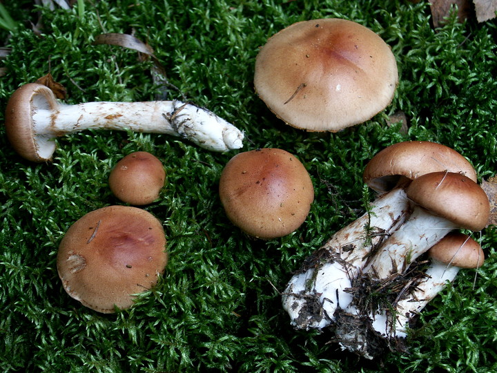 Cortinarius papulosus