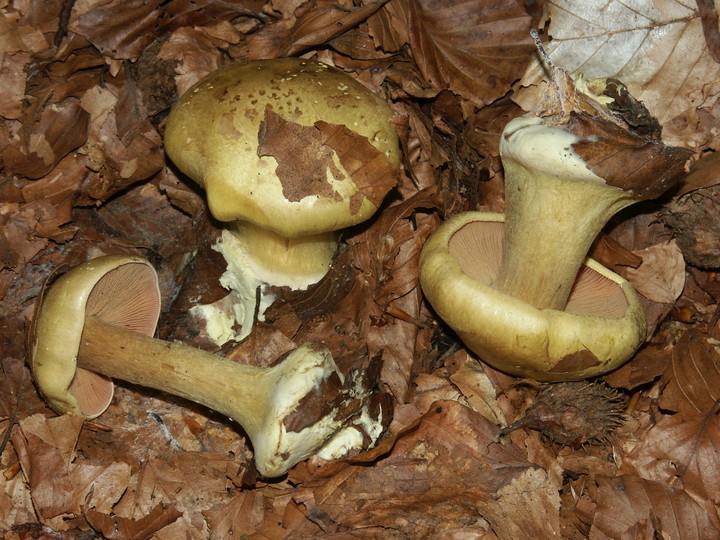 Cortinarius fulvocitrinus