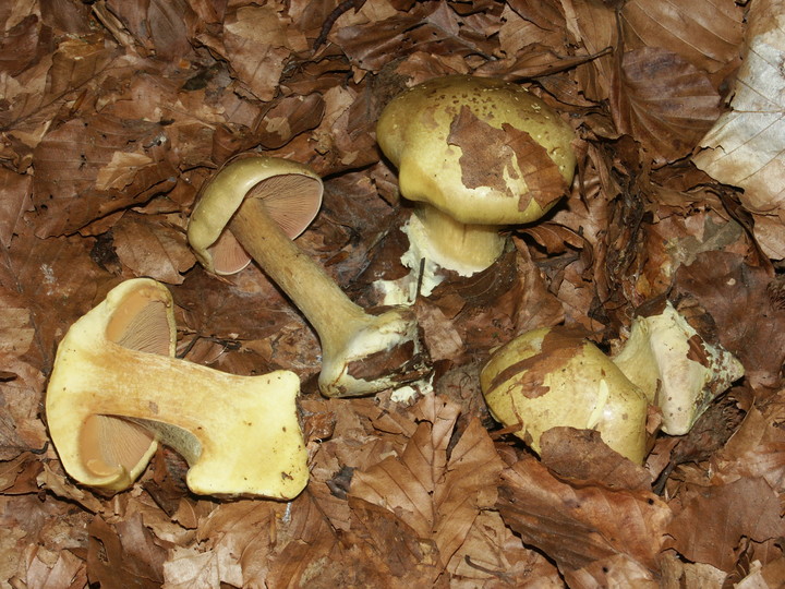 Cortinarius fulvocitrinus