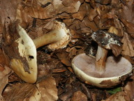 Cortinarius calochrous var. parvus