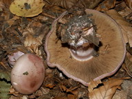 Cortinarius rufoolivaceus