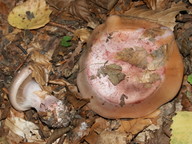 Cortinarius rufoolivaceus