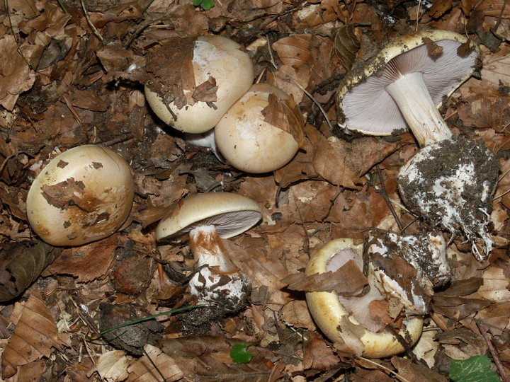 Cortinarius anserinus