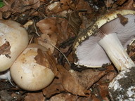 Cortinarius anserinus