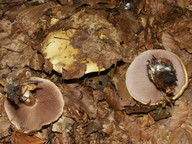 Cortinarius calochrous var. parvus