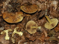 Cortinarius fulvocitrinus